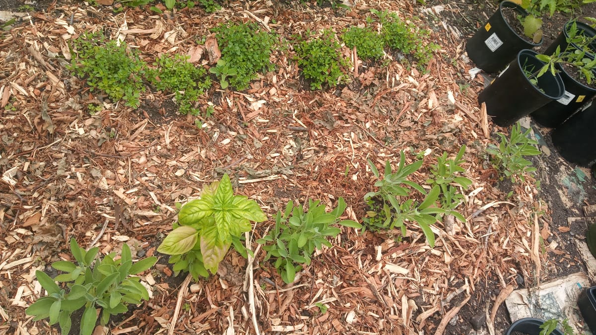 herbs1