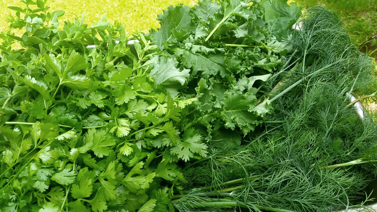 herbs3