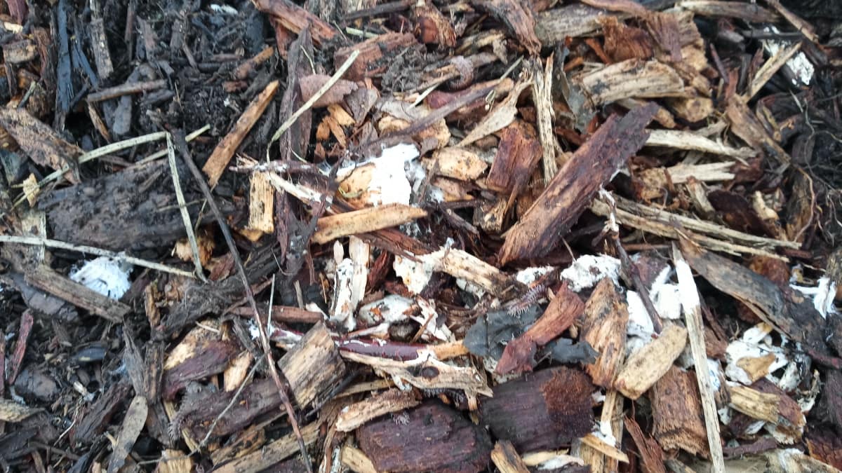fungiFeb