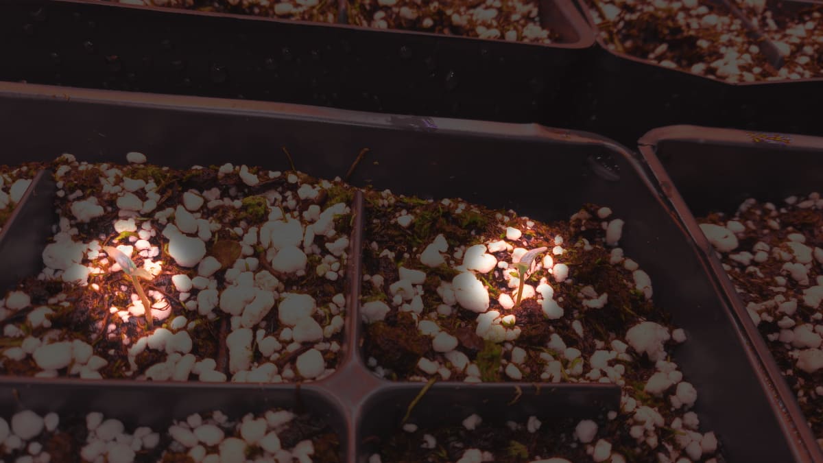 sprouts