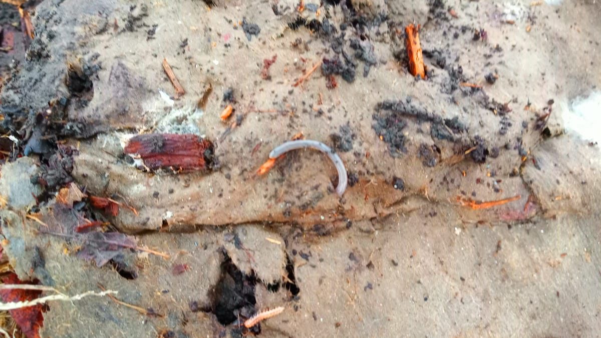 wormFeb