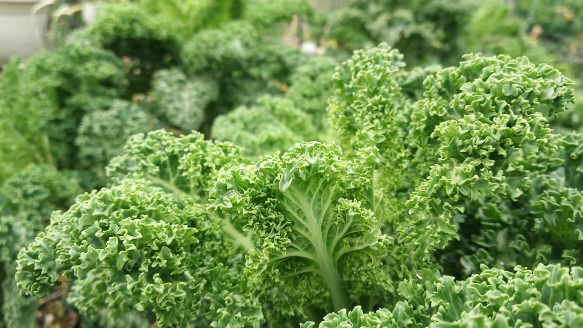 kale3