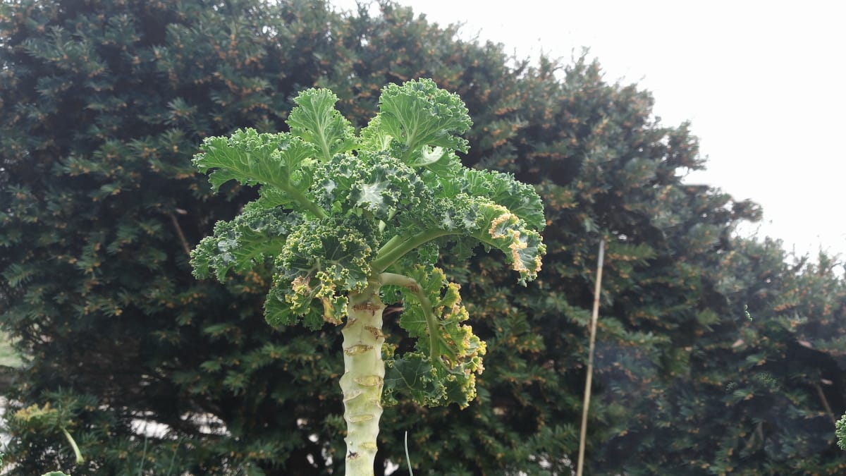 kaleTree
