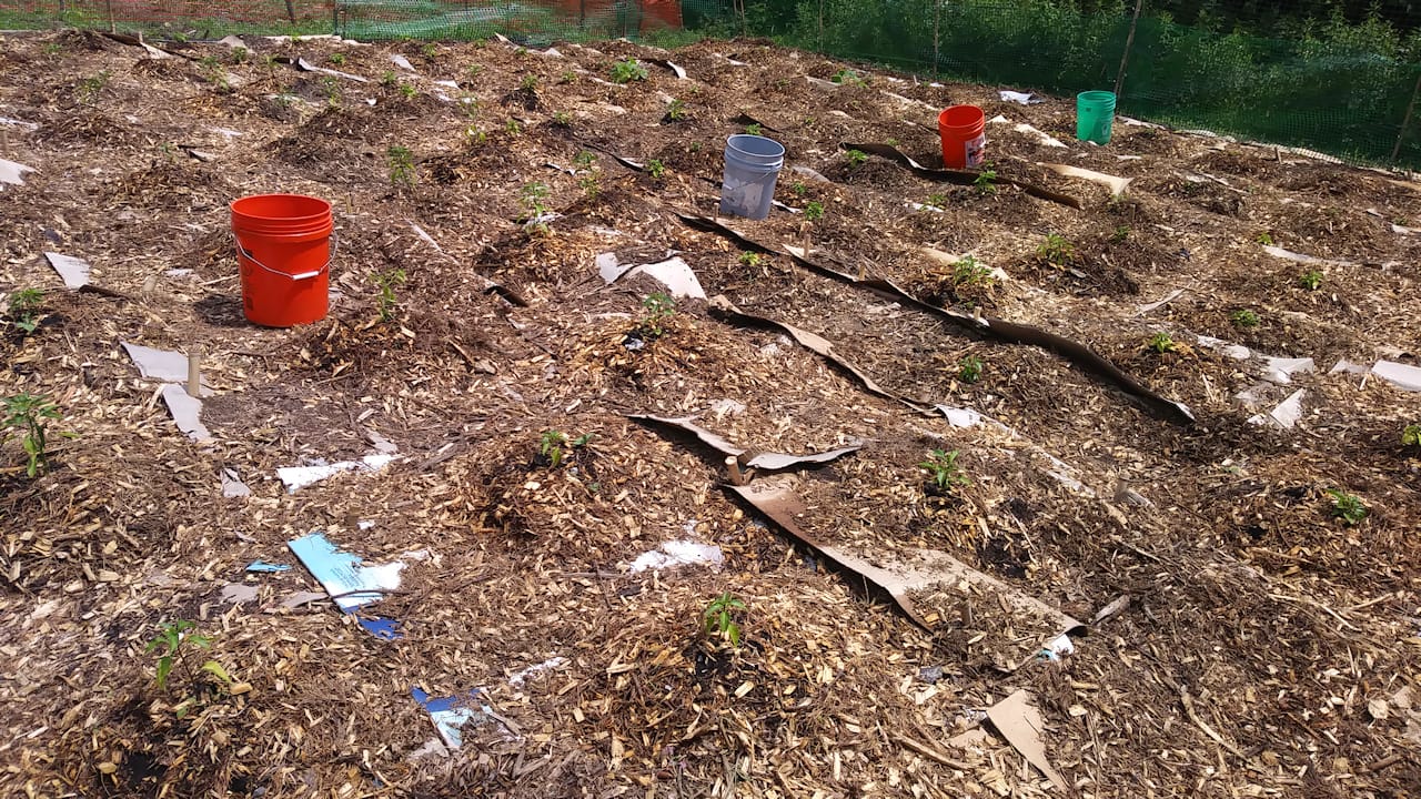 Garden Plot June 2018