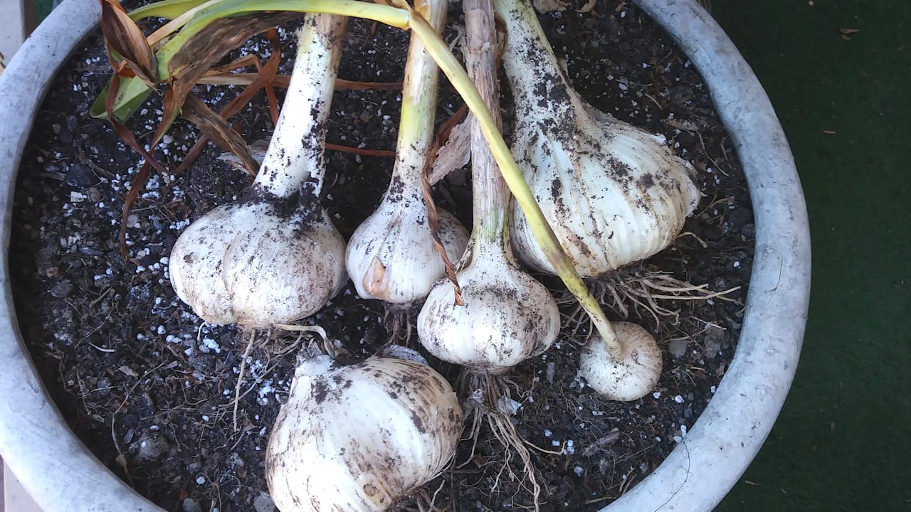 garlic