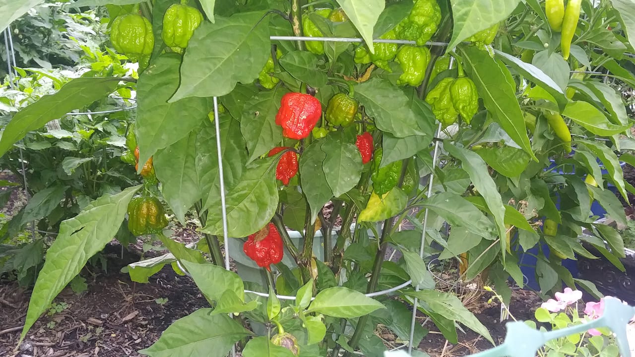 plantBanner2
