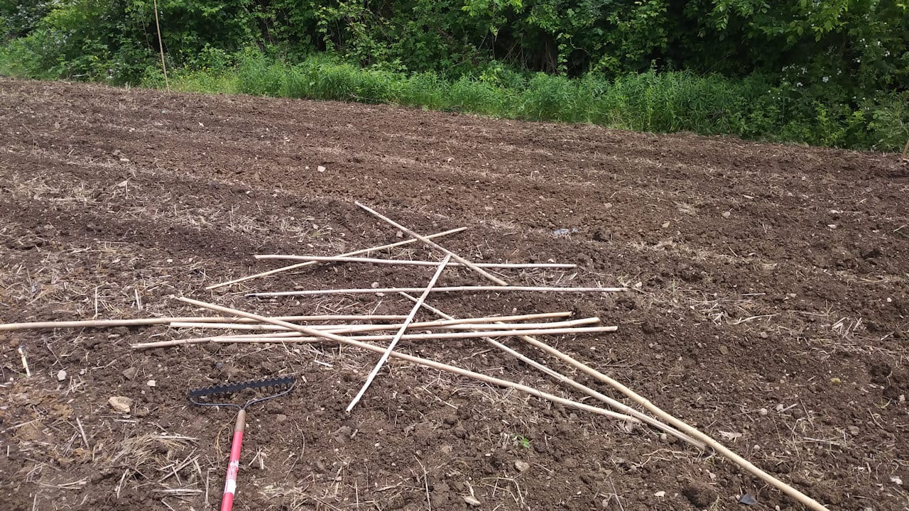 plot1