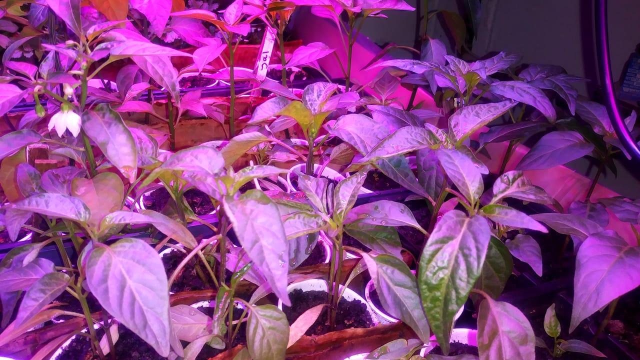 seedlings3