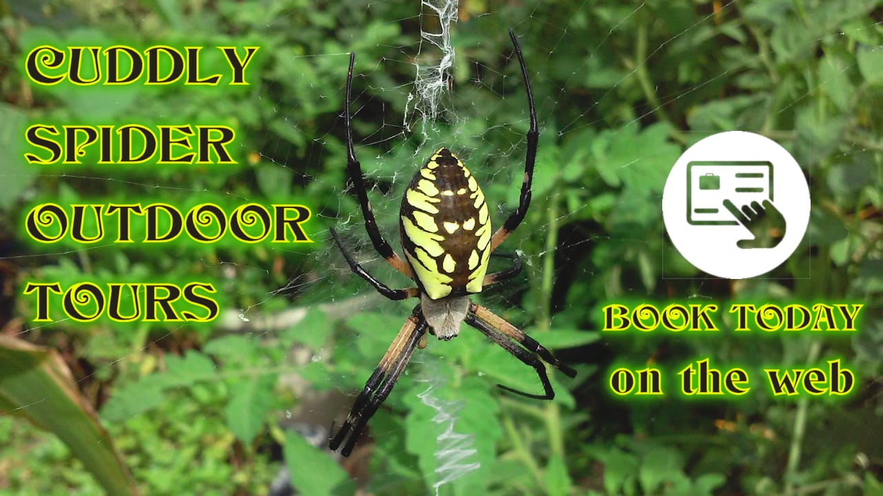 spider