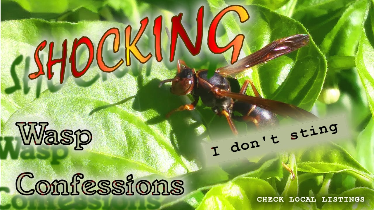 waspConfessions
