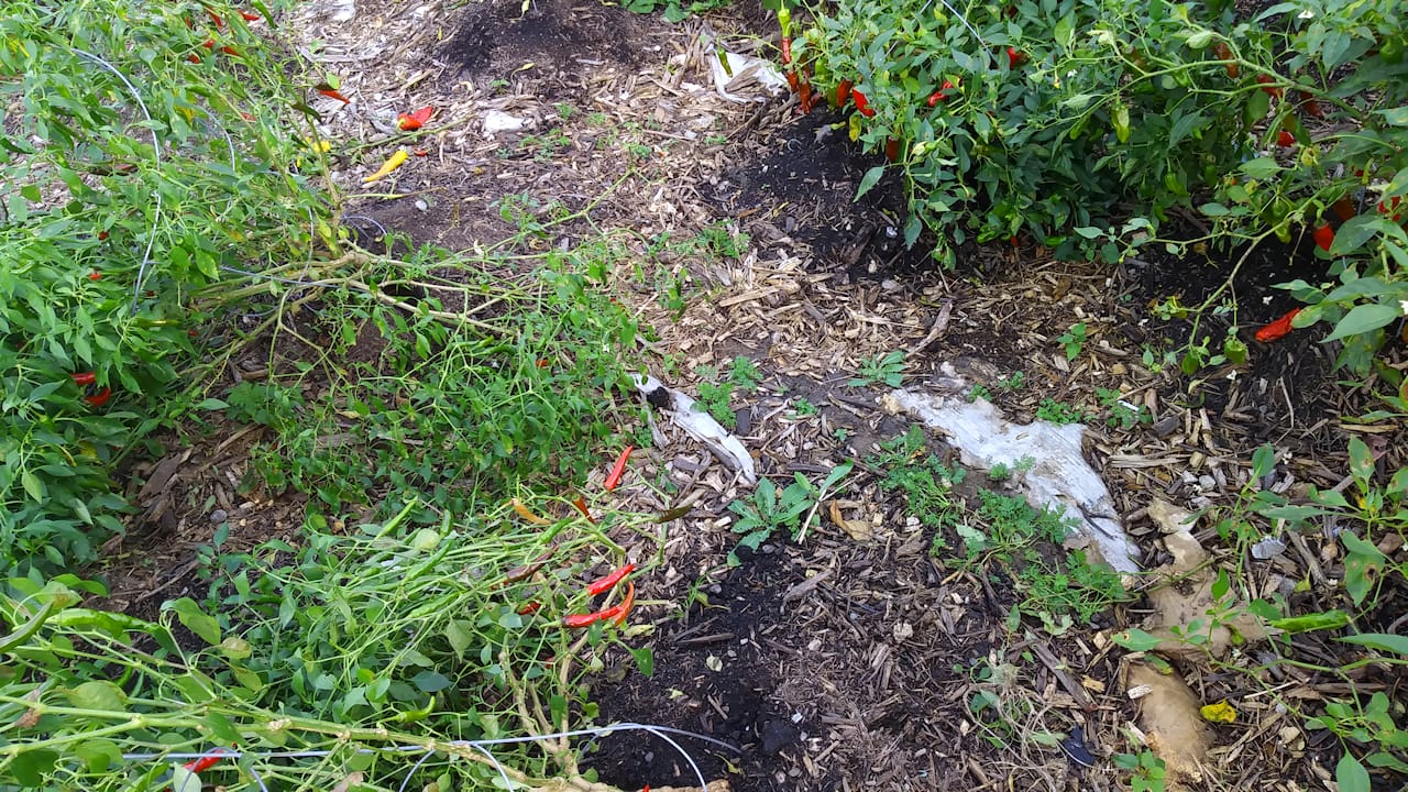damage2_10072018