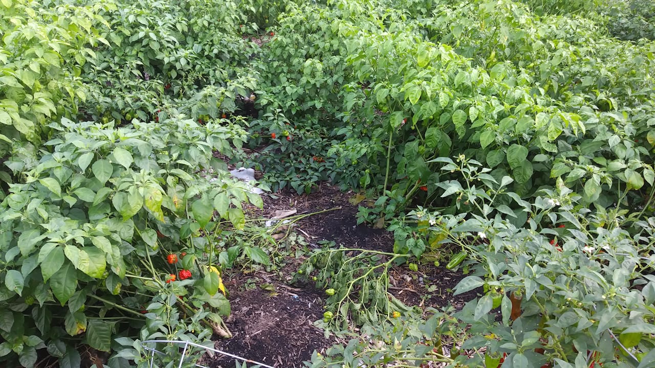 damage_10072018