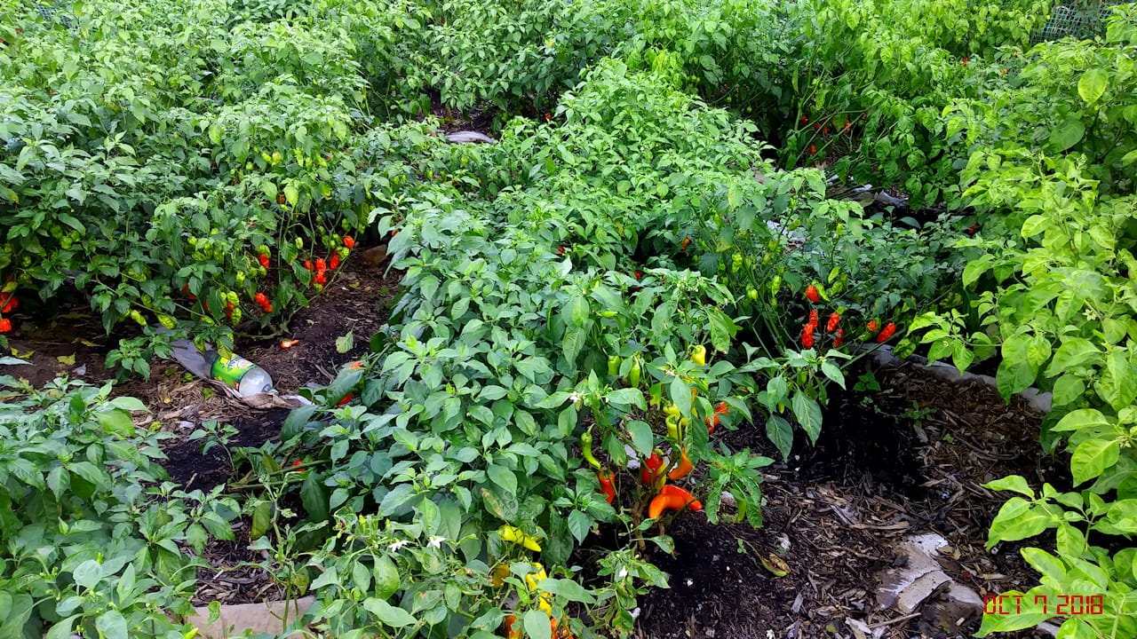 garden_10072018