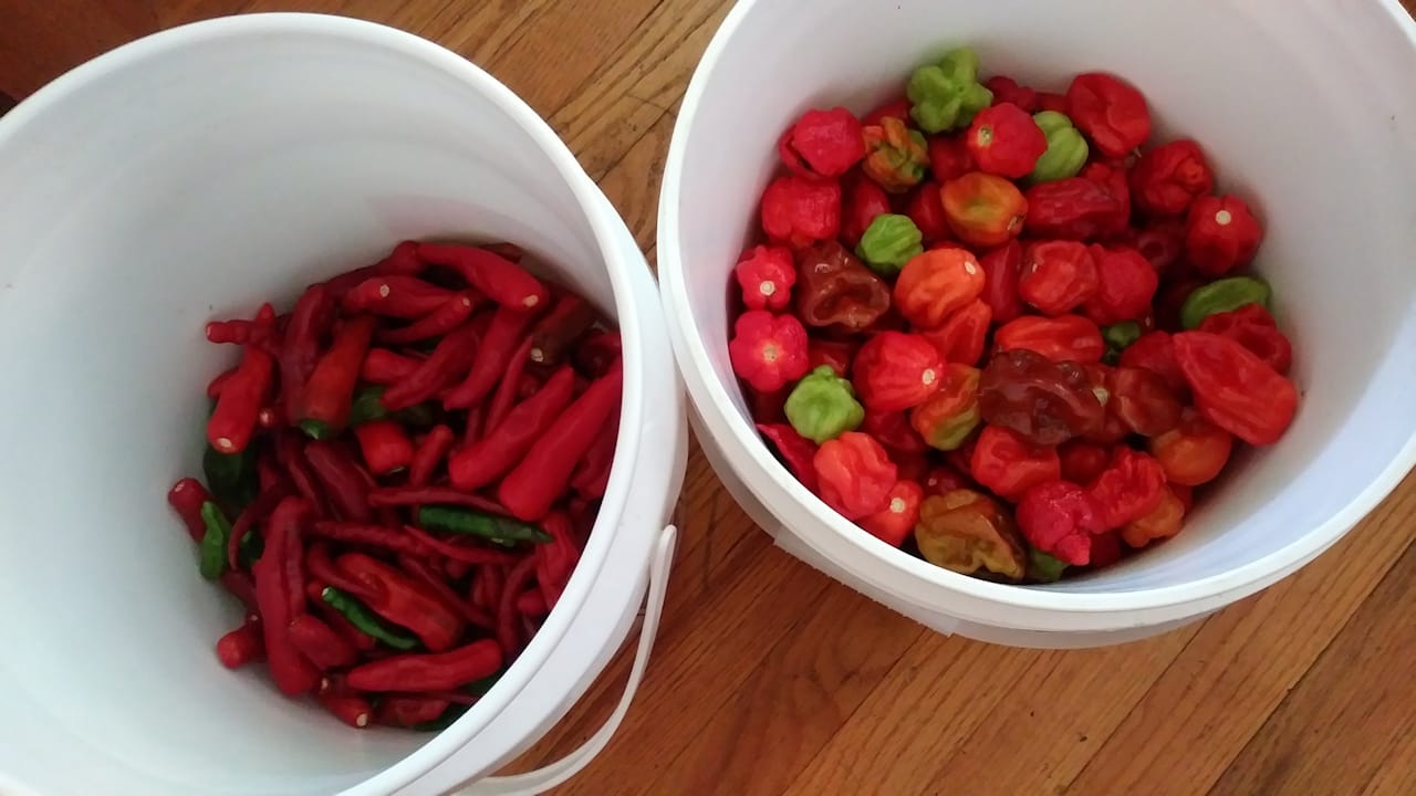 harvest1