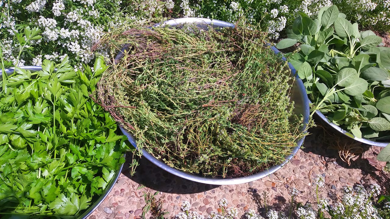 herbs_2018_1