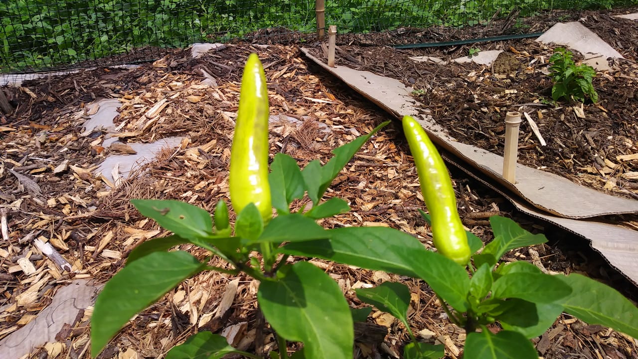 peppers1