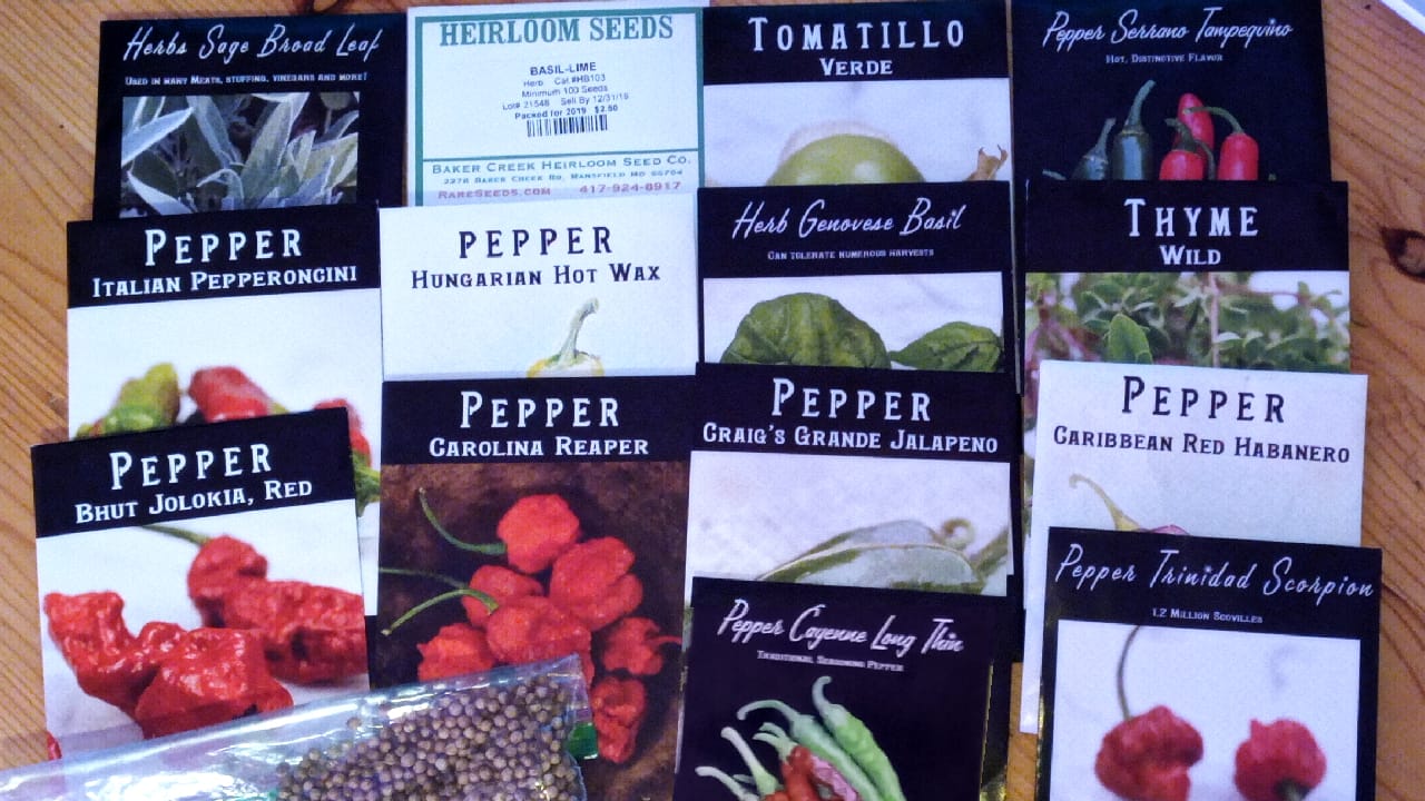 Seed Stock 2019