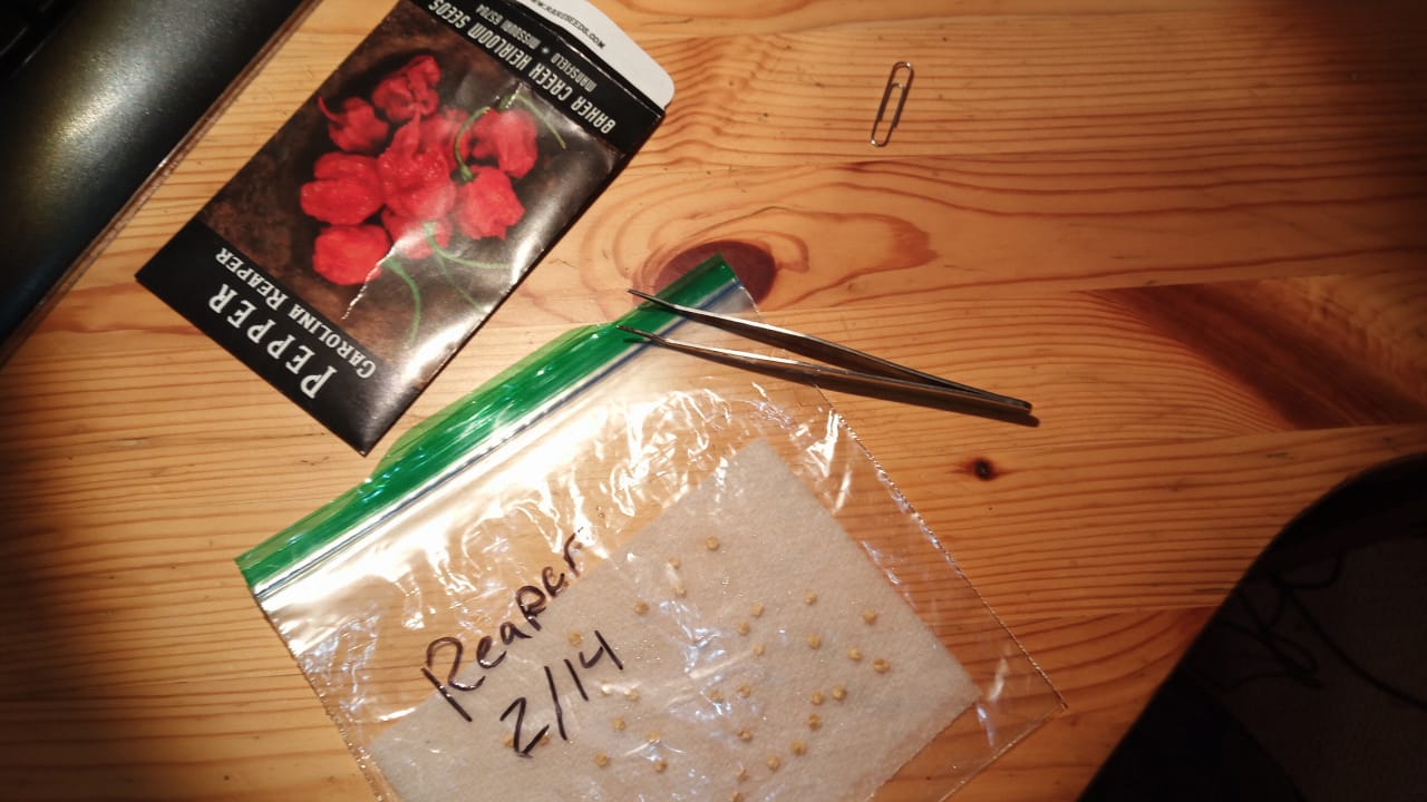 Germination 2019