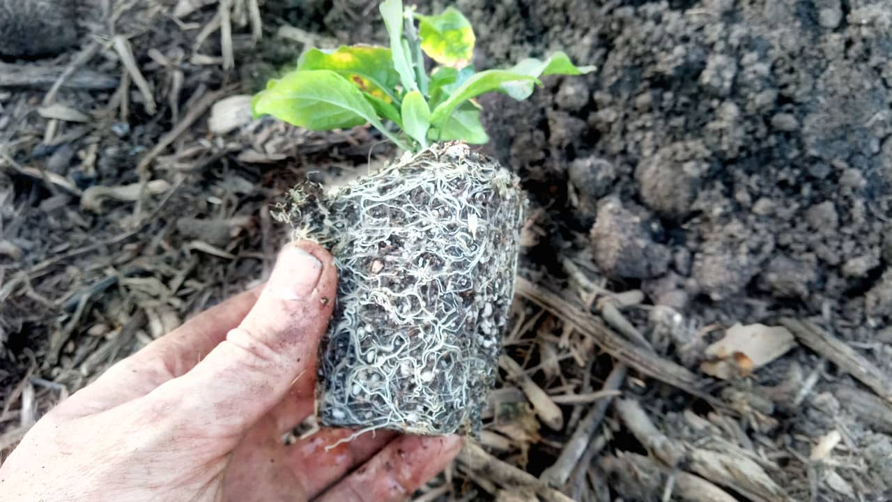 rootMass