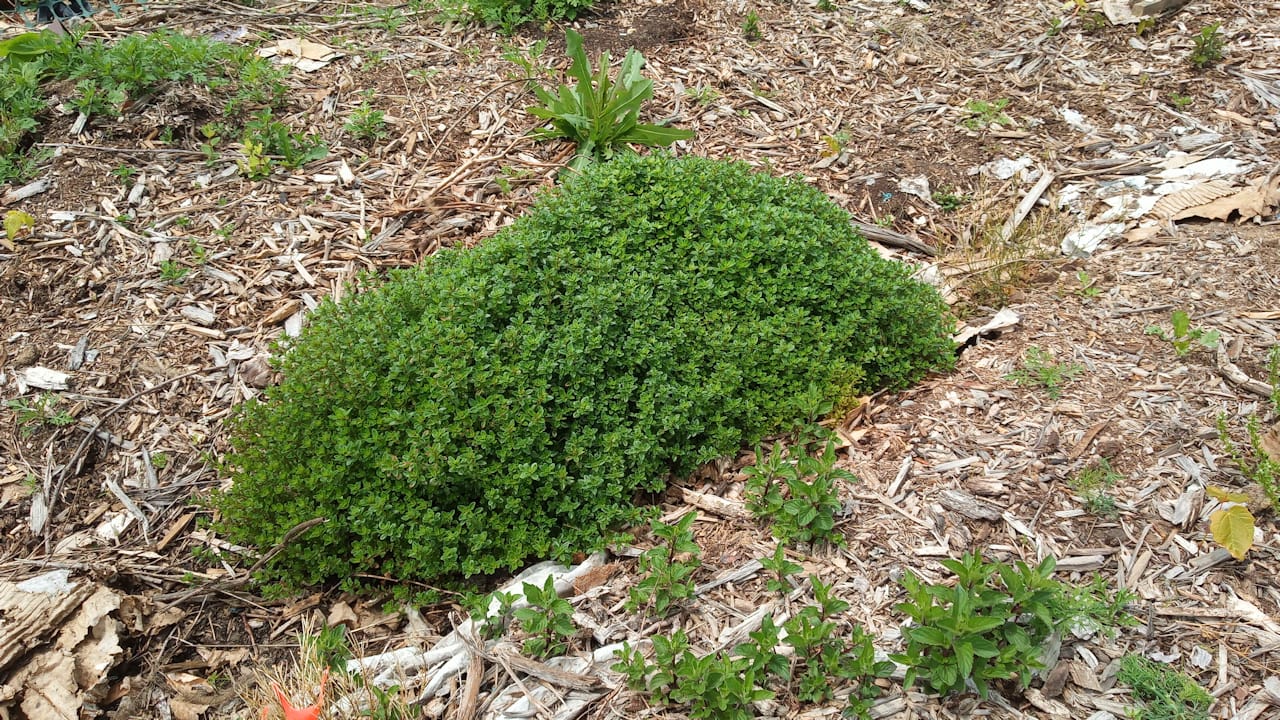 thyme