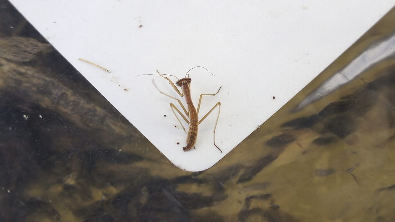mantis
