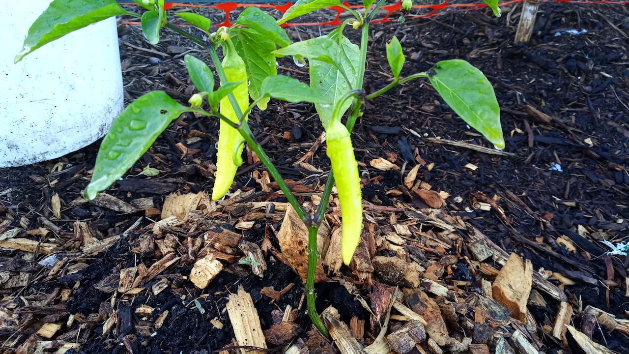 peppers3