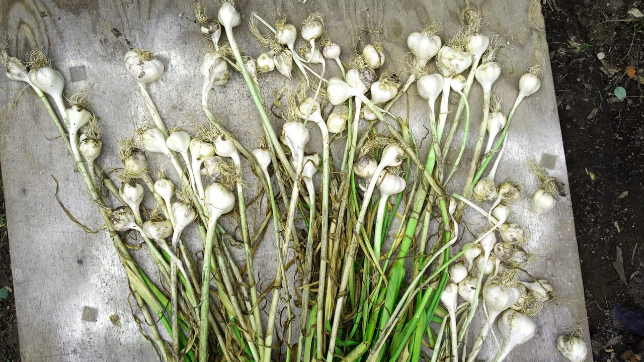 garlicDrying