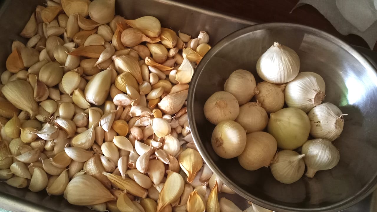 garlicHarvest