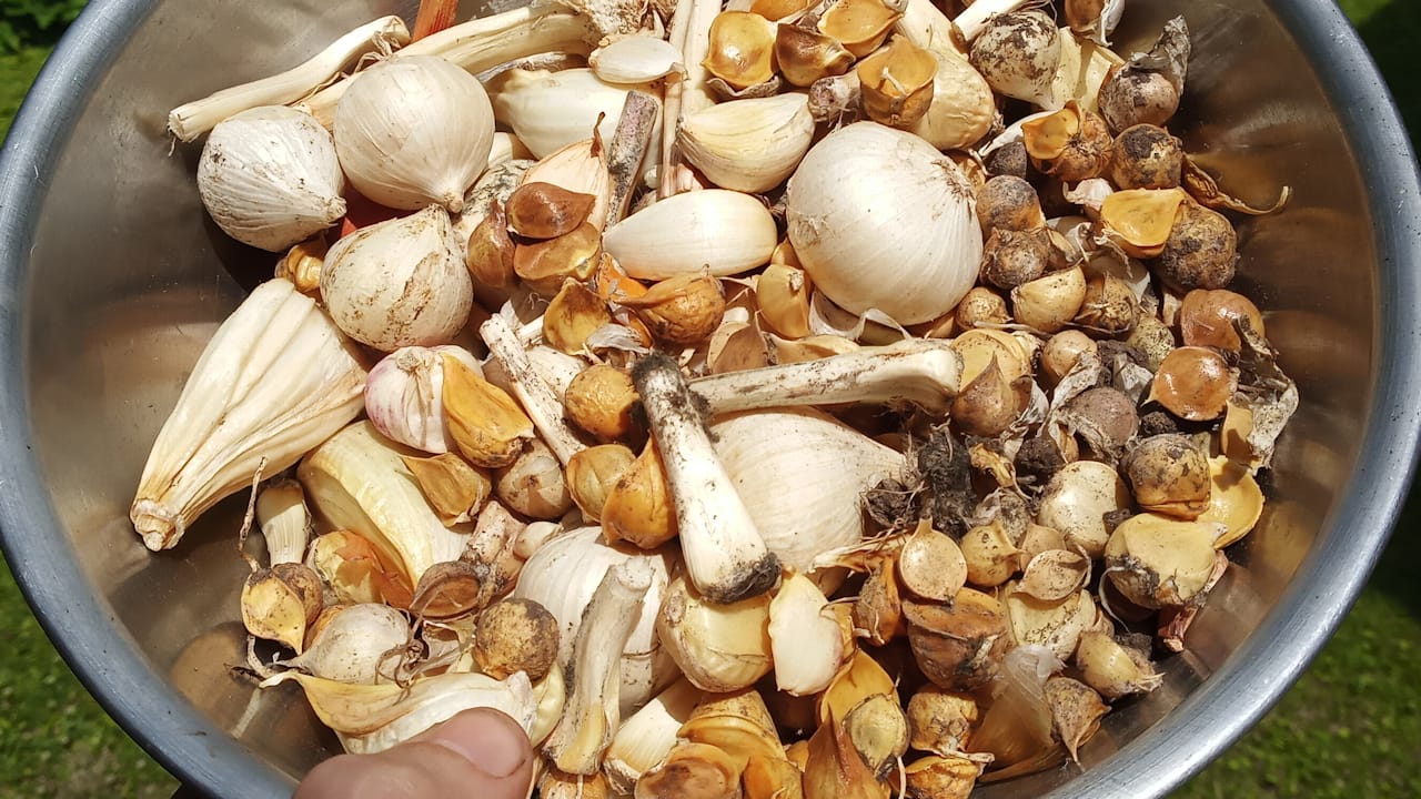 garlicPlanting