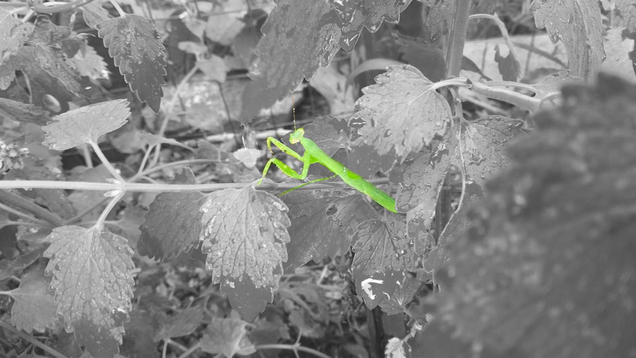 mantis