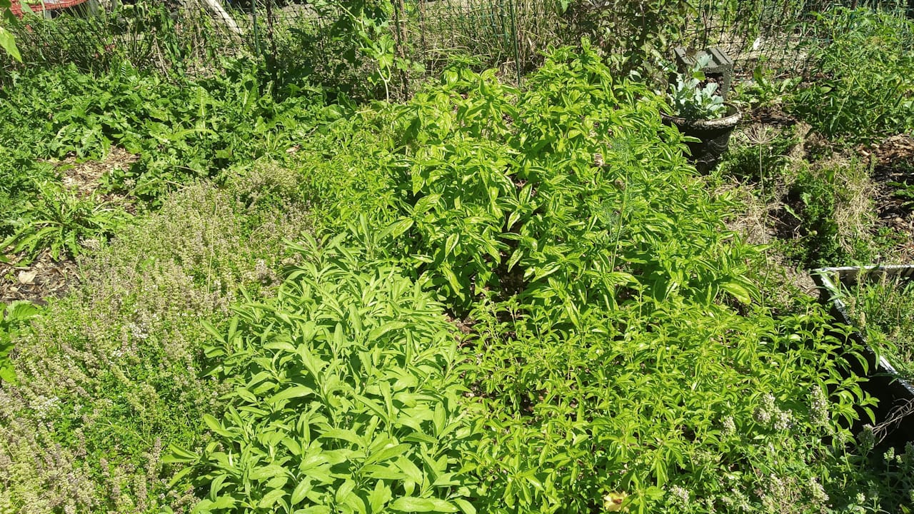 herbs
