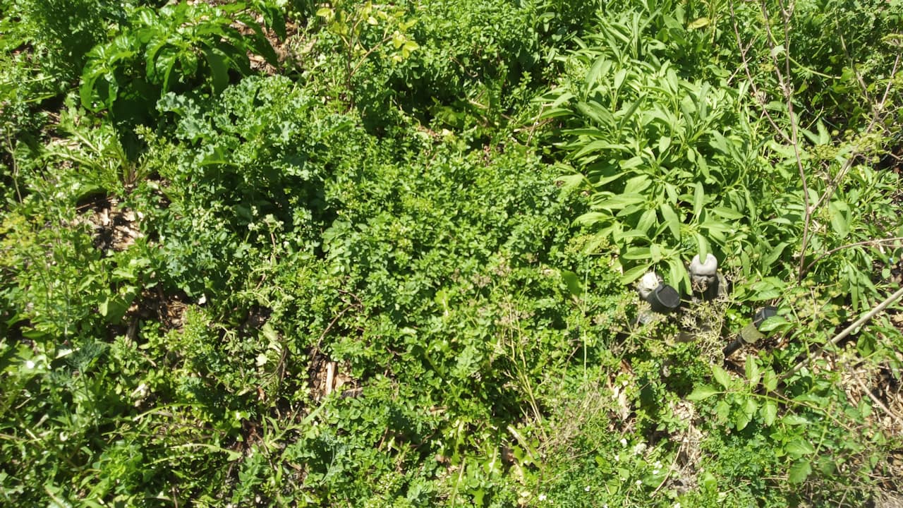 herbs2