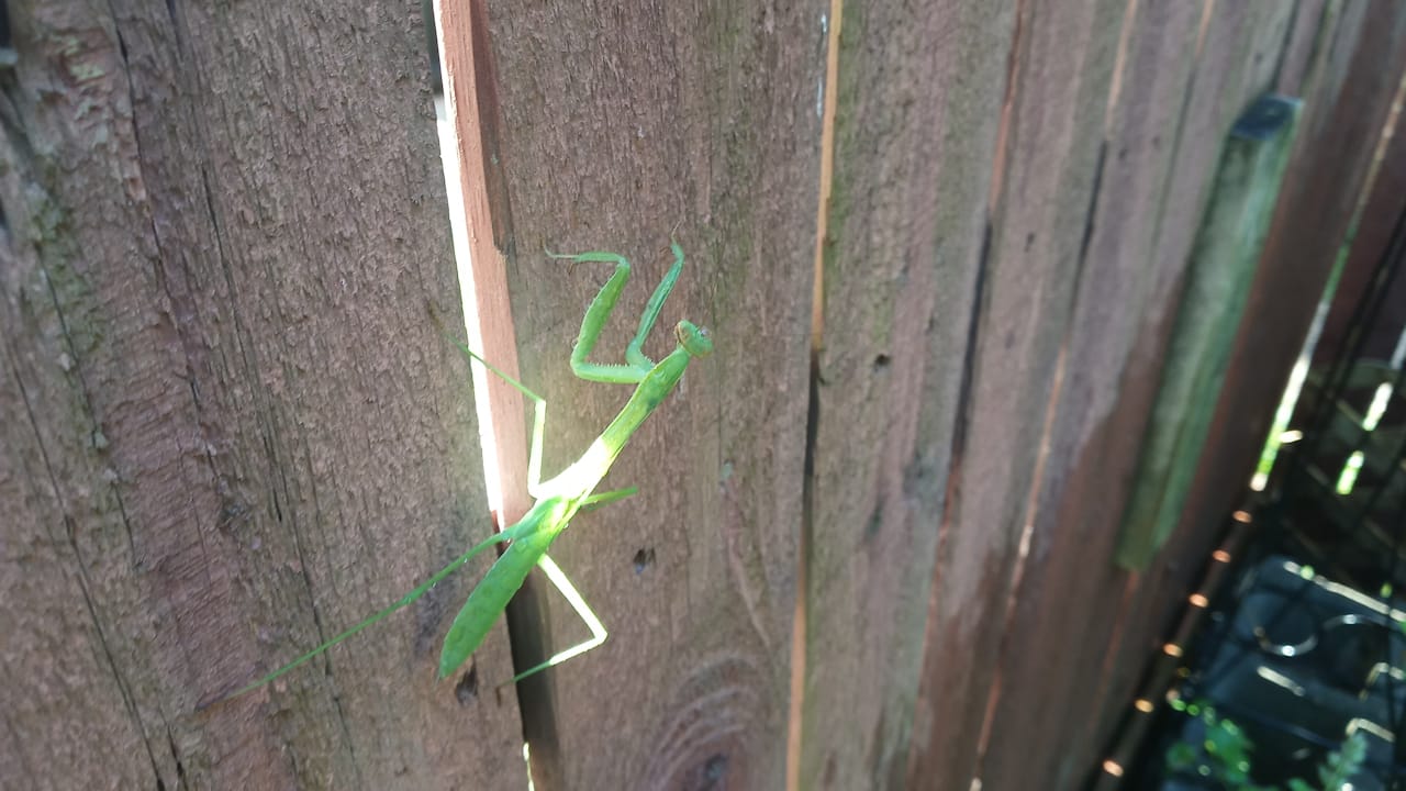 mantis