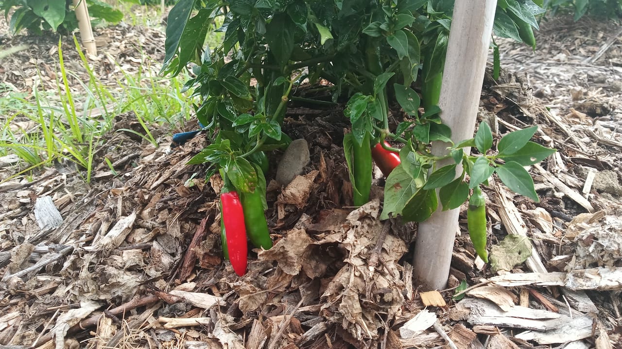 serrano