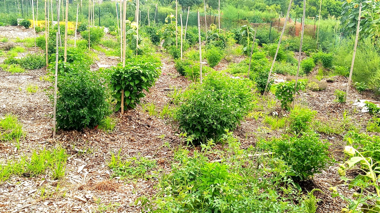 plants
