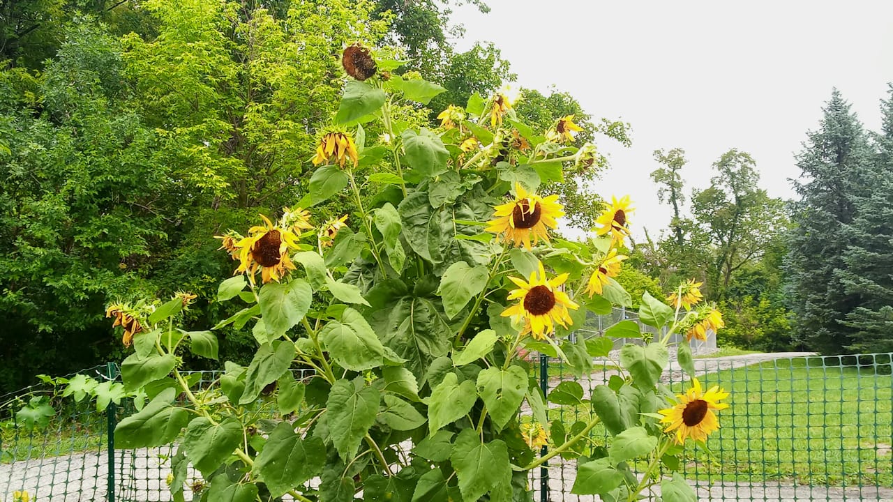sunflowers