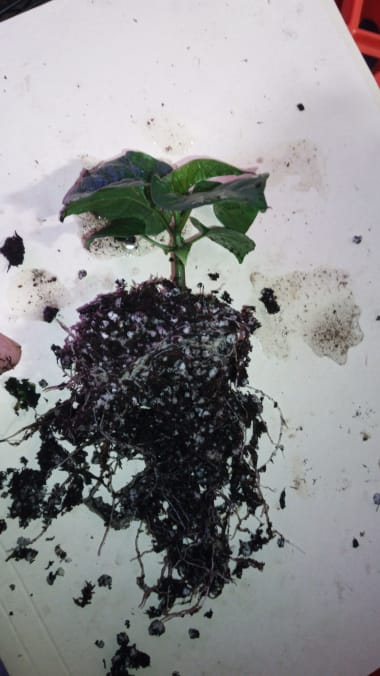 rootMass