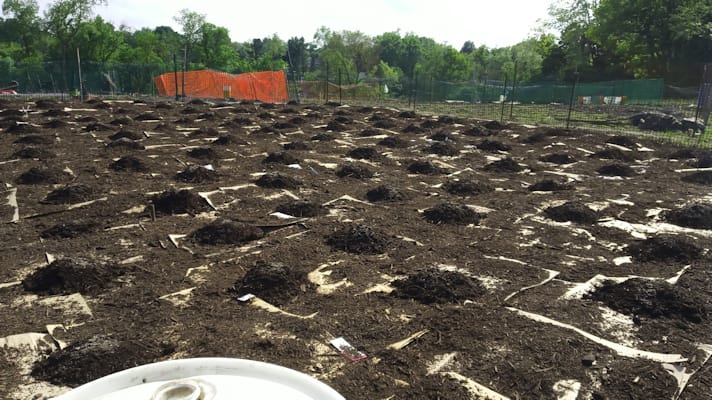 plot1_mulch