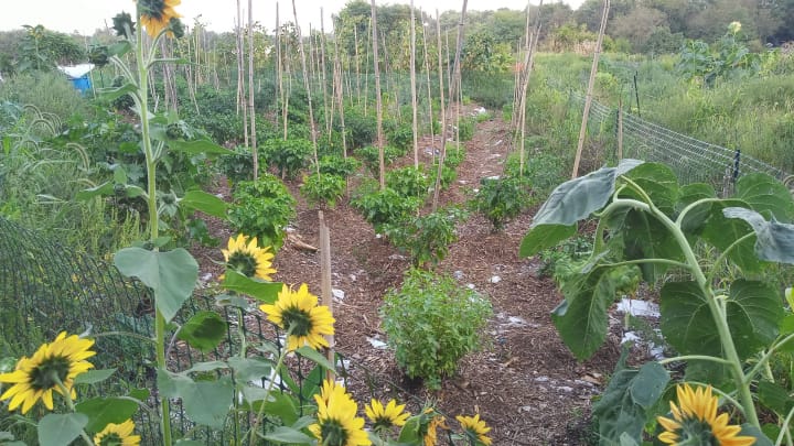 sunflowers2