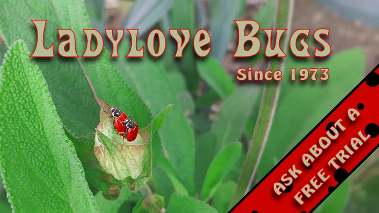 ladyBugs2