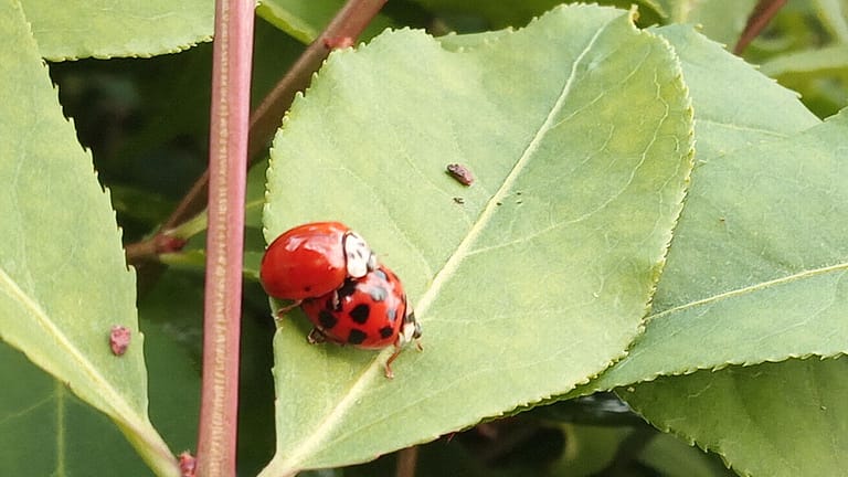 ladybugs1