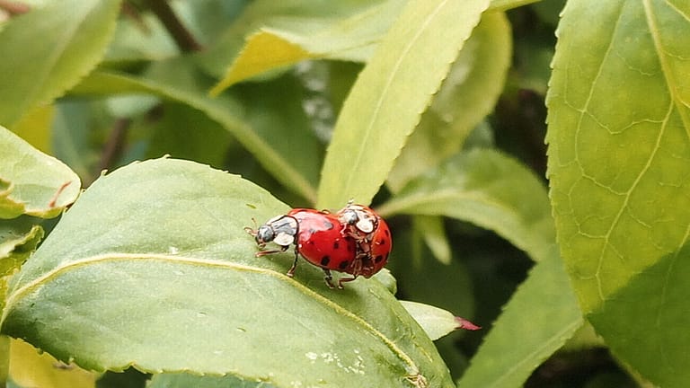 ladybugs2