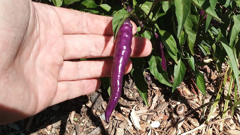 purplePepper