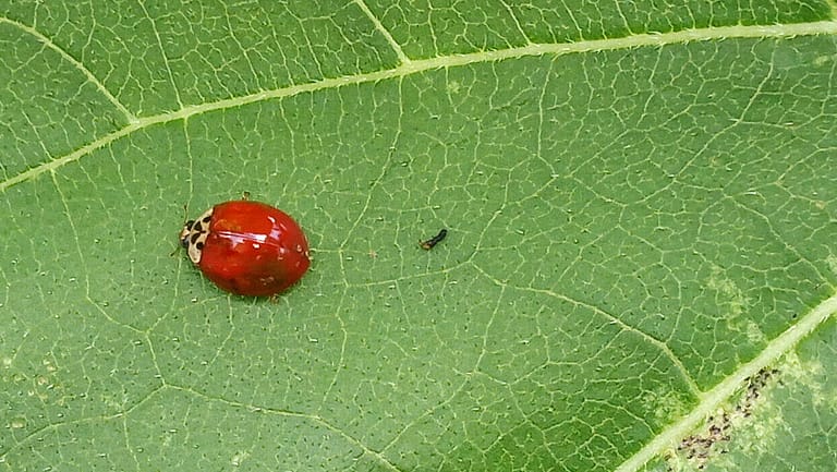 ladybugTurd